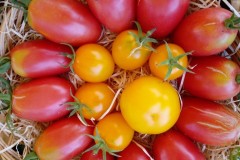 Tomaten Rote Zora und Lämpchen