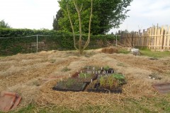 Neuanlage Garten Eicha