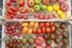 Tomatenvielfalt