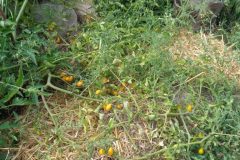 Wildtomaten