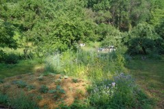 Mulch Test Waldgarten
